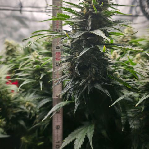 Northern Lights growlog photo: Not too bad if I say so myself 