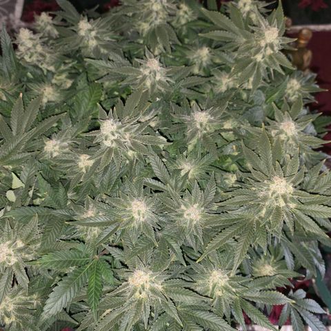 GSC growlog photo: Before dismemberment... Light wet trim and then hang time
