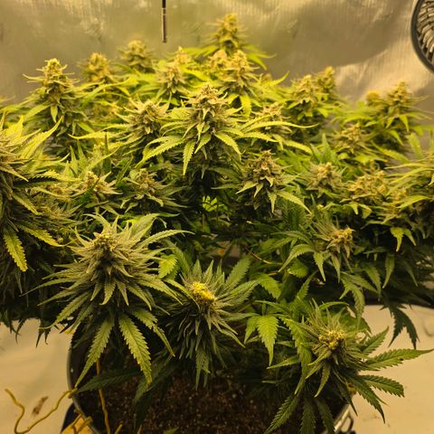 Northern Lights growlog timeline photo