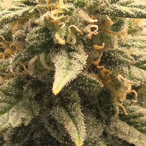 Northern Lights growlog timeline photo