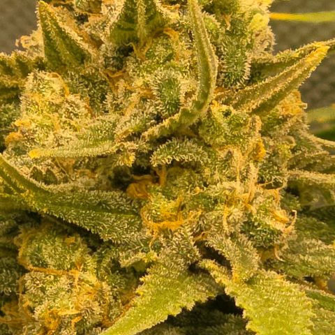 Northern Lights growlog timeline photo