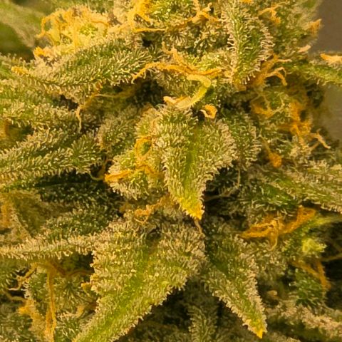 Northern Lights growlog timeline photo