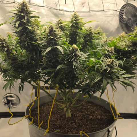 Northern Lights growlog timeline photo