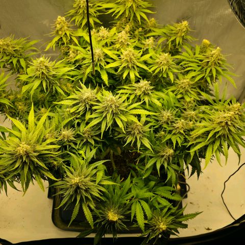 Northern Lights growlog timeline photo
