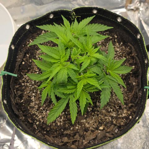 Purple right growlog timeline photo