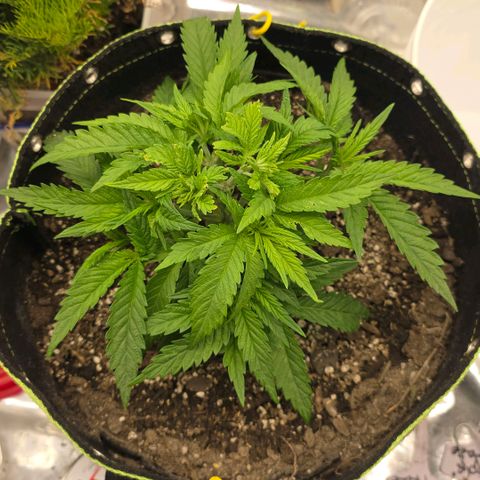 Purples  left growlog timeline photo