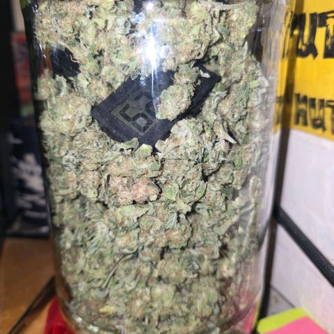 GSC growlog photo: 1 gallon old pickle jar with all 3.82 oz. Keeping steady low 60s rh and low 60s F