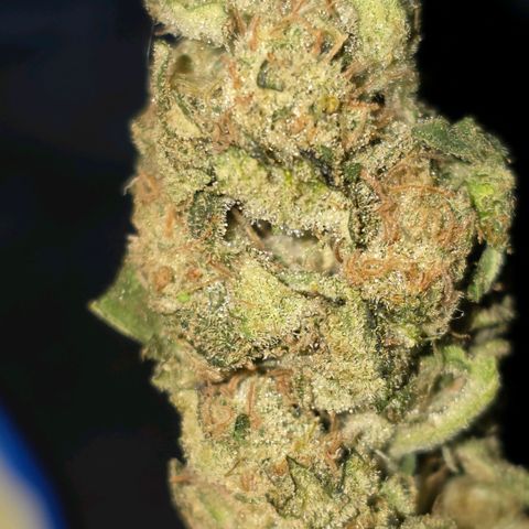 GSC growlog timeline photo