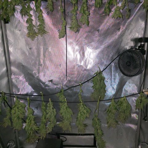 Northern Lights growlog timeline photo