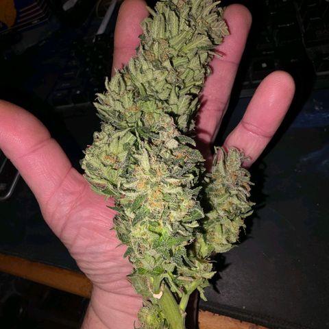 Northern Lights growlog timeline photo