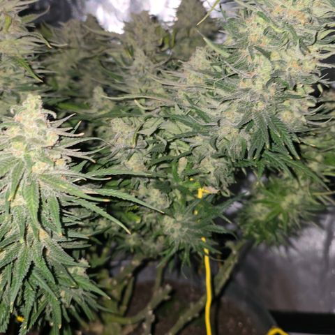 Northern Lights growlog timeline photo