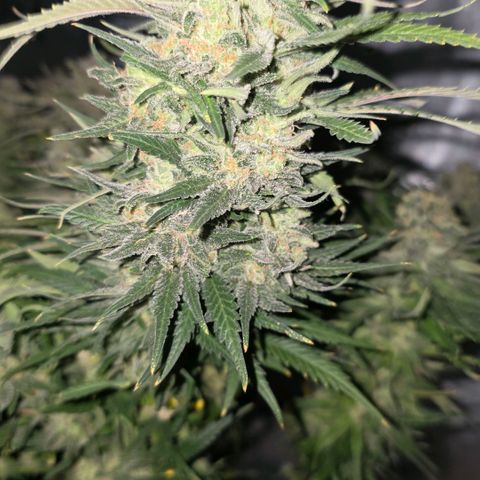 Northern Lights growlog timeline photo