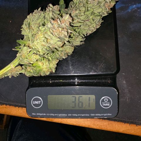Northern Lights growlog timeline photo