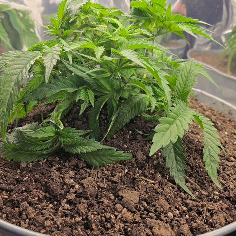 Purples  left growlog photo: After transplant to 9 gal from 5 gall