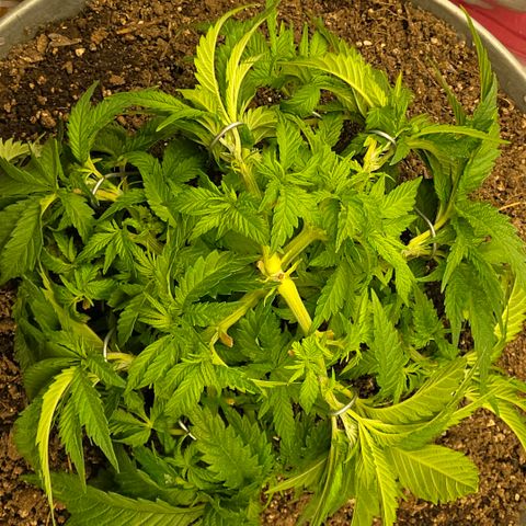 Purples  left growlog photo: After transplant to 9 gal from 5 gall