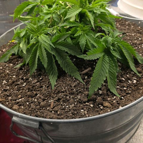 Purple right growlog timeline photo