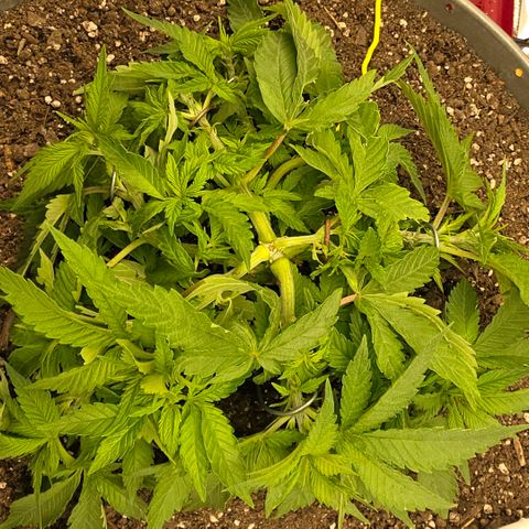 Purple right growlog timeline photo