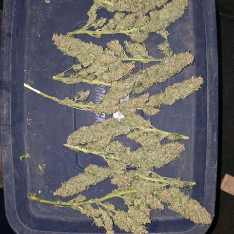Northern Lights growlog photo: Just the big main baseball bats that are all trimmed up and now just drying in the tent for about the next week. 
50%-60%rh
60ish for temp