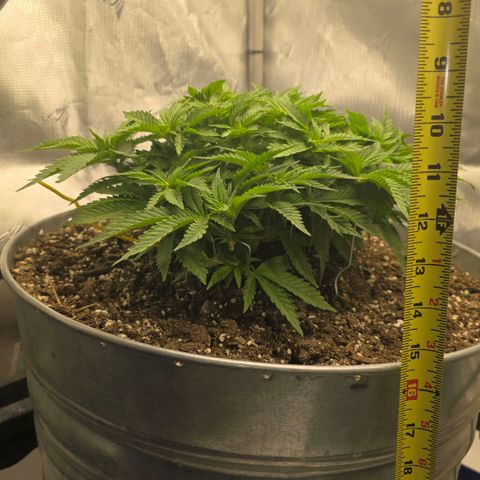 Purple right growlog photo: Moved to AC tent from veg box
