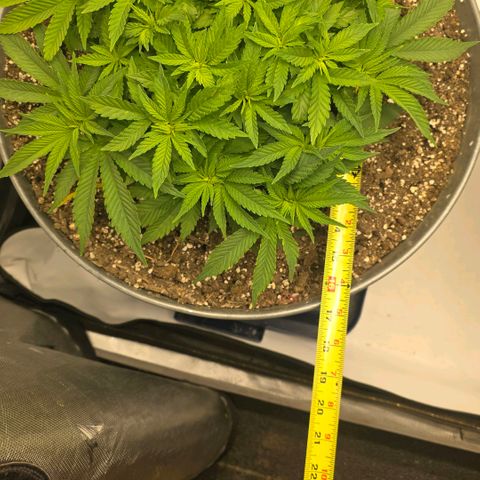 Purple right growlog photo: Moved to AC tent from veg box
