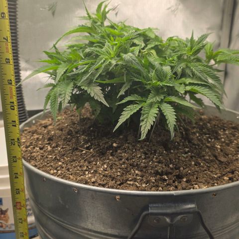 Purples  left growlog photo: Moved to AC tent. Topped this one again yesterday at 4 separate spots