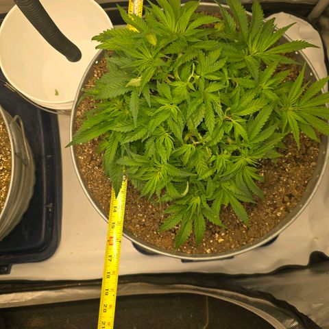 Purples  left growlog photo: Moved to AC tent. Topped this one again yesterday at 4 separate spots