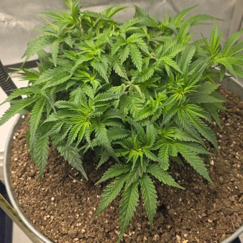 Purples  left growlog photo: Moved to AC tent. Topped this one again yesterday at 4 separate spots