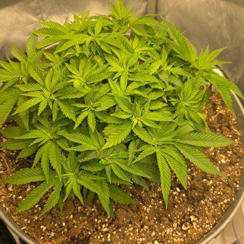 Purple right growlog timeline photo