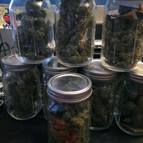 Northern Lights growlog timeline photo