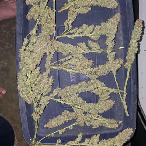 Northern Lights growlog photo: Final dry weight of right around 8.25 ounces / little over 225g. These baseball bats ended up averaging around 10g each once dry. 