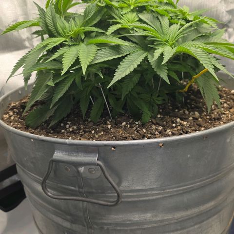Purples  left growlog timeline photo