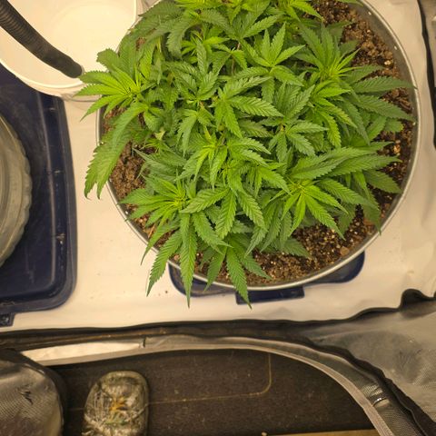 Purples  left growlog timeline photo