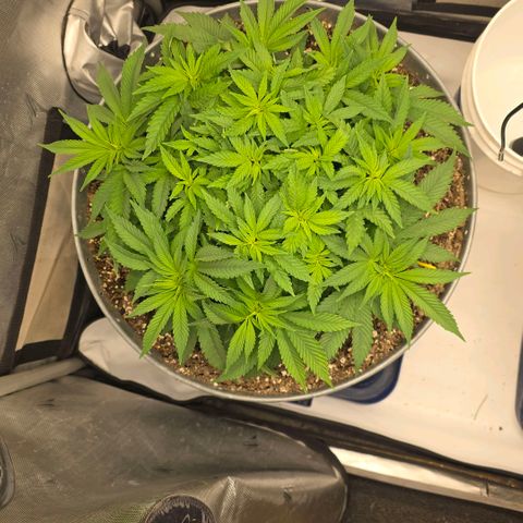 Purple right growlog timeline photo