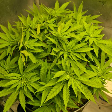 Purples  left growlog timeline photo