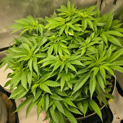 Purple right growlog timeline photo