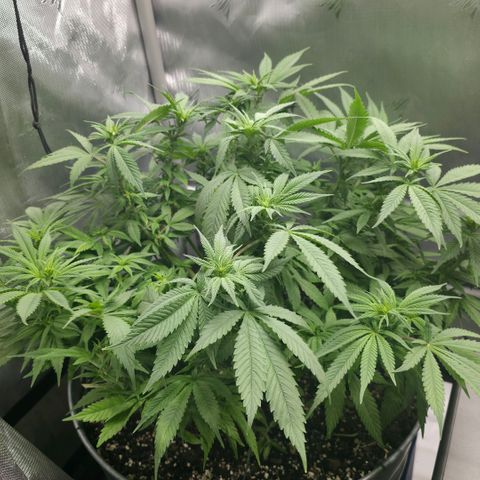 Purples  left growlog timeline photo