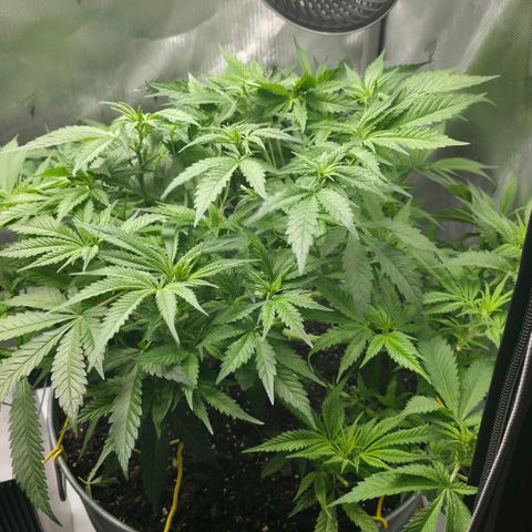 Purple right growlog timeline photo