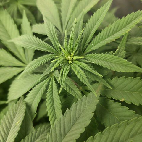 Purple right growlog timeline photo