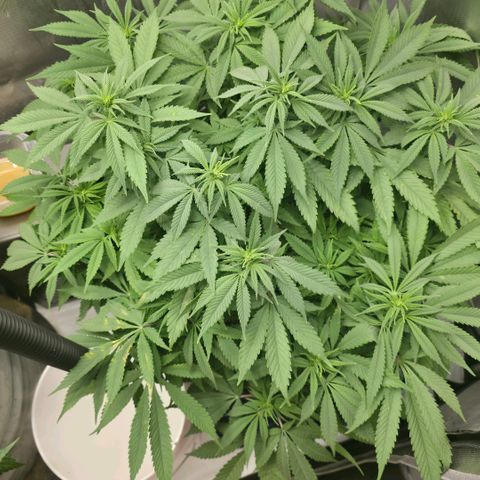 Purple right growlog timeline photo
