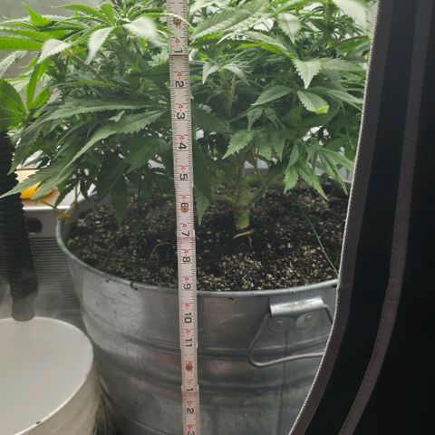 Purple right growlog timeline photo