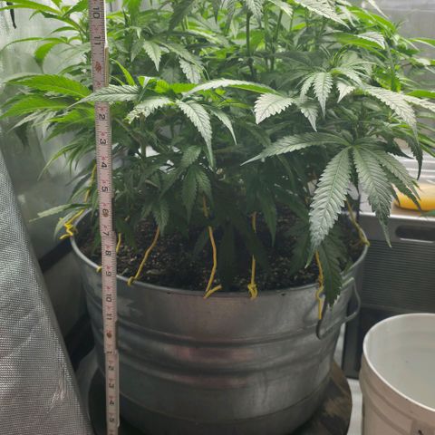 Purples  left growlog timeline photo