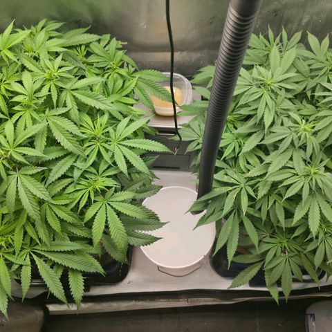 Purples  left growlog timeline photo