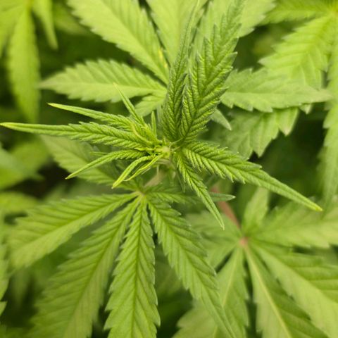 Purples  left growlog timeline photo