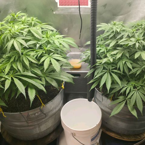 Purples  left growlog timeline photo