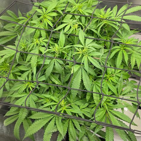 Purples  left growlog timeline photo