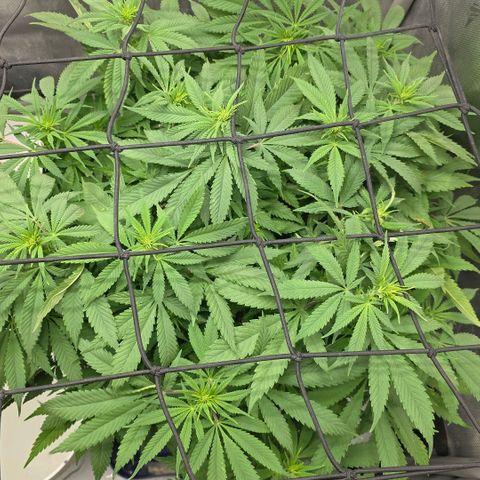 Purple right growlog timeline photo
