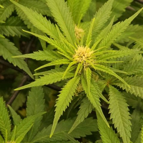 Purple right growlog photo: Heavy defoliation 2 days ago. Top dressed with 6 Tbsp Gaia green bloom 2*8*4