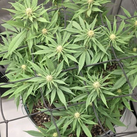 Purple right growlog timeline photo
