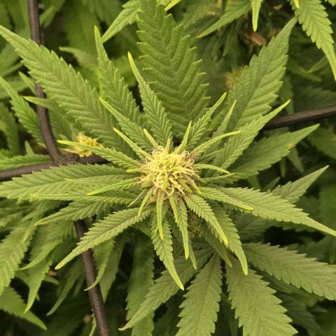 Purples  left growlog photo: Heavy defoliation 2 days ago. Top dressed with 6 Tbsp Gaia Bloom 2*8*4.