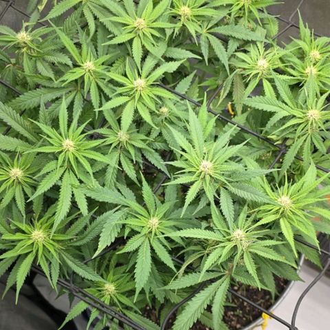 Purples  left growlog photo: Heavy defoliation 2 days ago. Top dressed with 6 Tbsp Gaia Bloom 2*8*4.